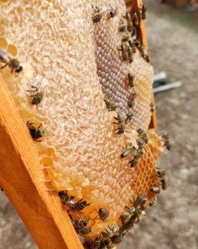 Karakovan Petek Balı